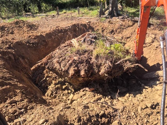 Large tree stump and root ball dug out by a Kubota excavator on a rural property