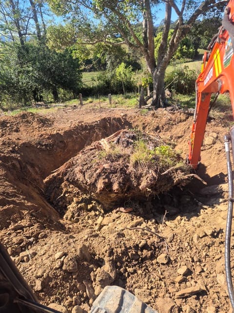 Large tree stump and root ball dug out by a Kubota excavator on a rural property